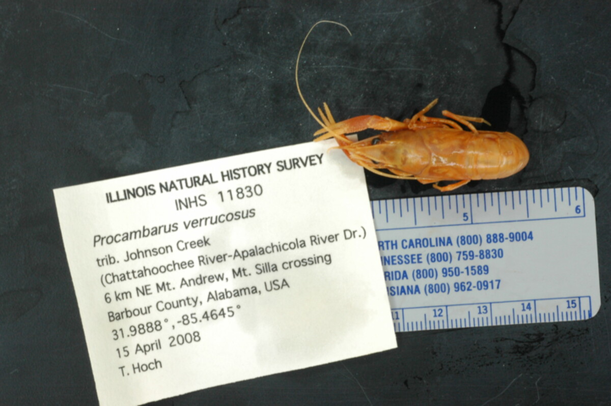 Procambarus verrucosus image